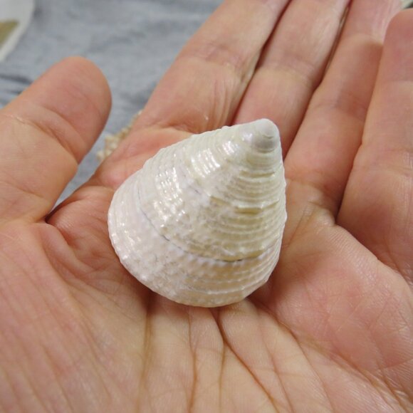 REAL Sea Shells in a Glass Square Vase and sand #2 - Picture 7 of 10